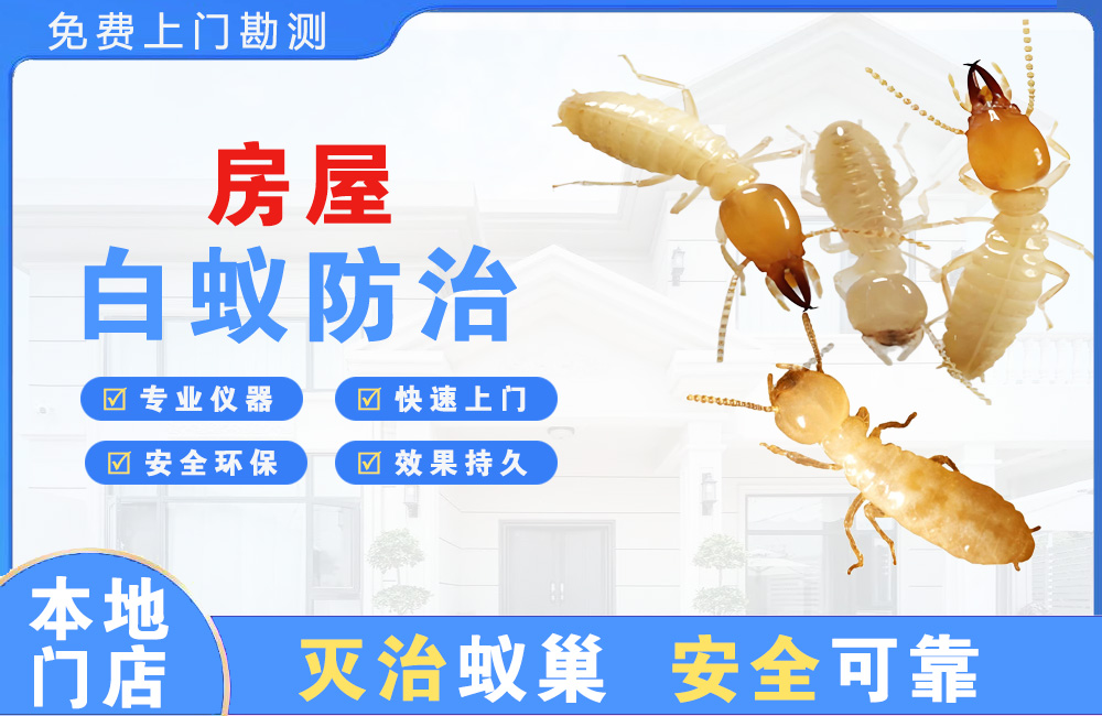 灌南房屋白蚁防治